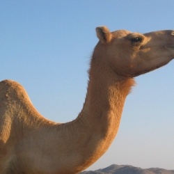 Abū Dabī